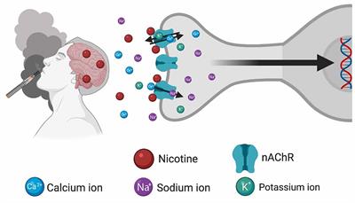 Multidimensional Intersection of Nicotine, Gene Expression, and Behavior